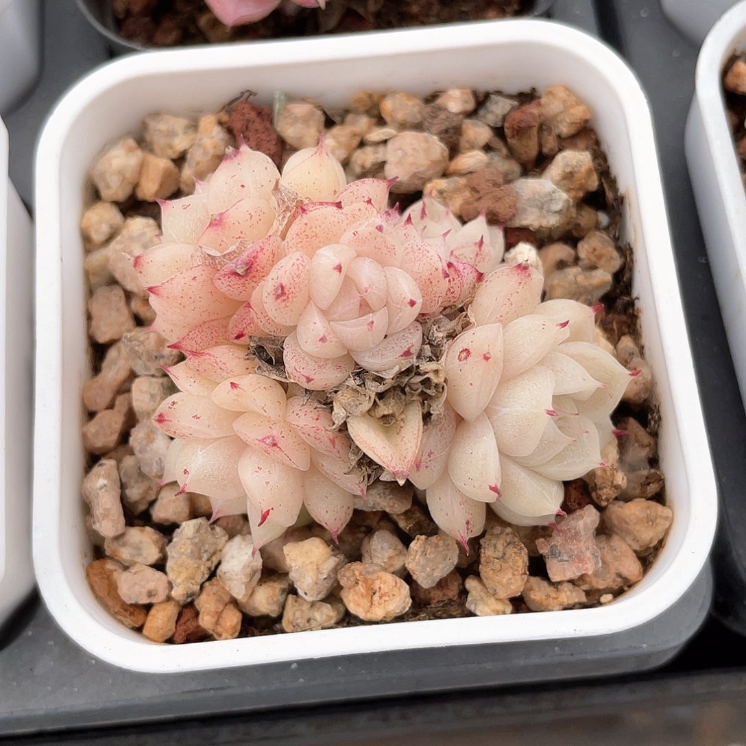 优选麦秆福利375