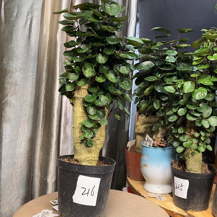 完全开放1111111111111