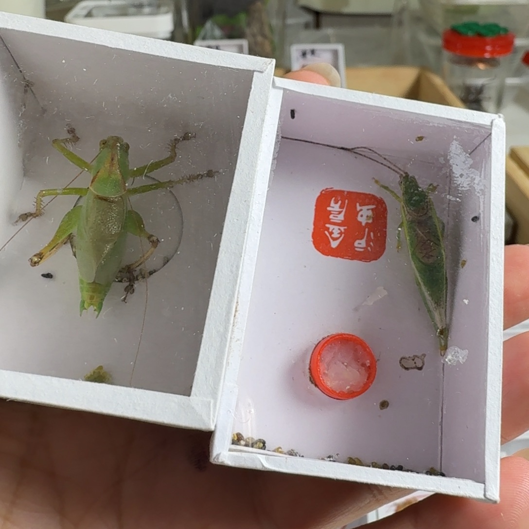 一个吉尔一个橙杆一套