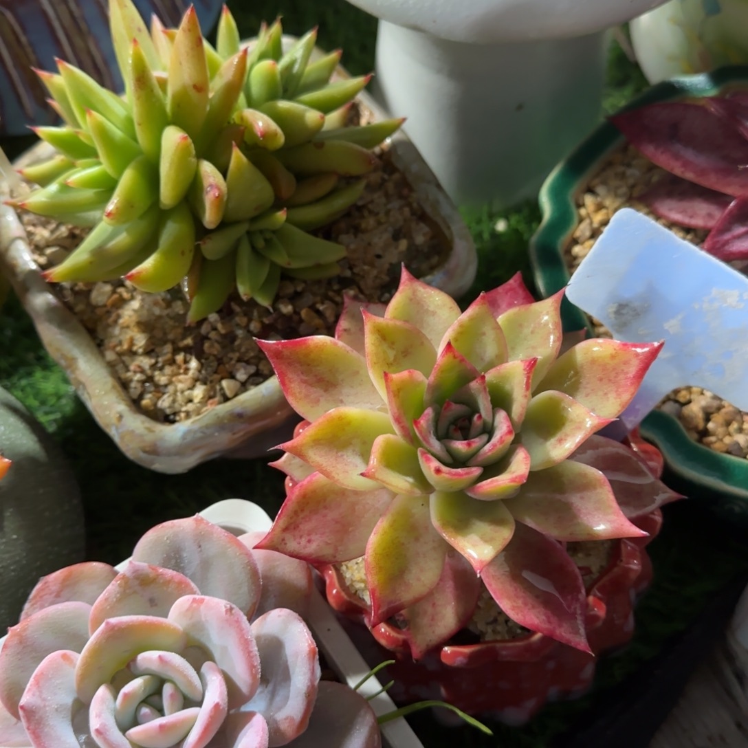 虾***仔多肉植物切丝撒饺子，你好