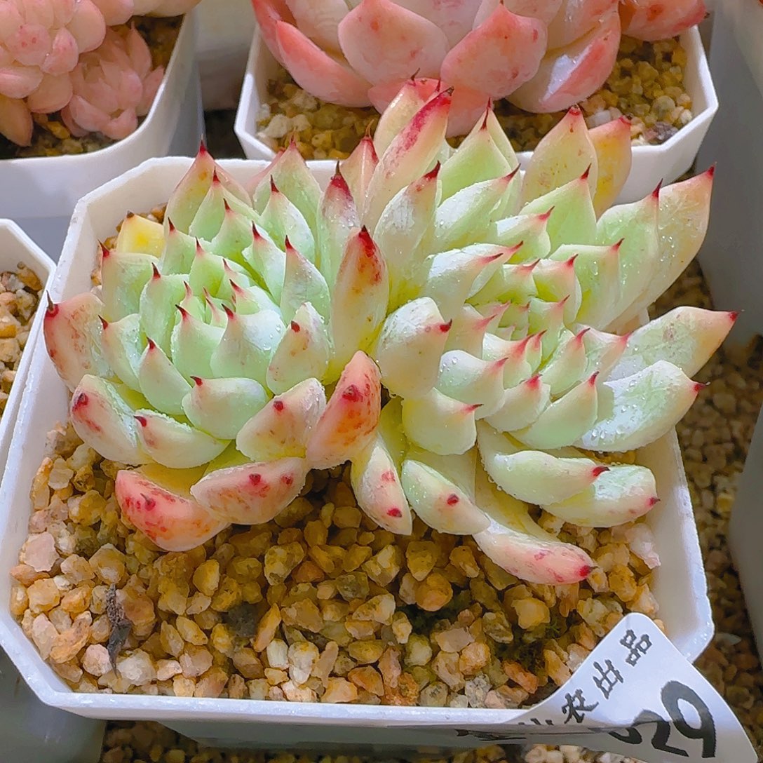 小蜜蜂爪529，仙农出品多肉