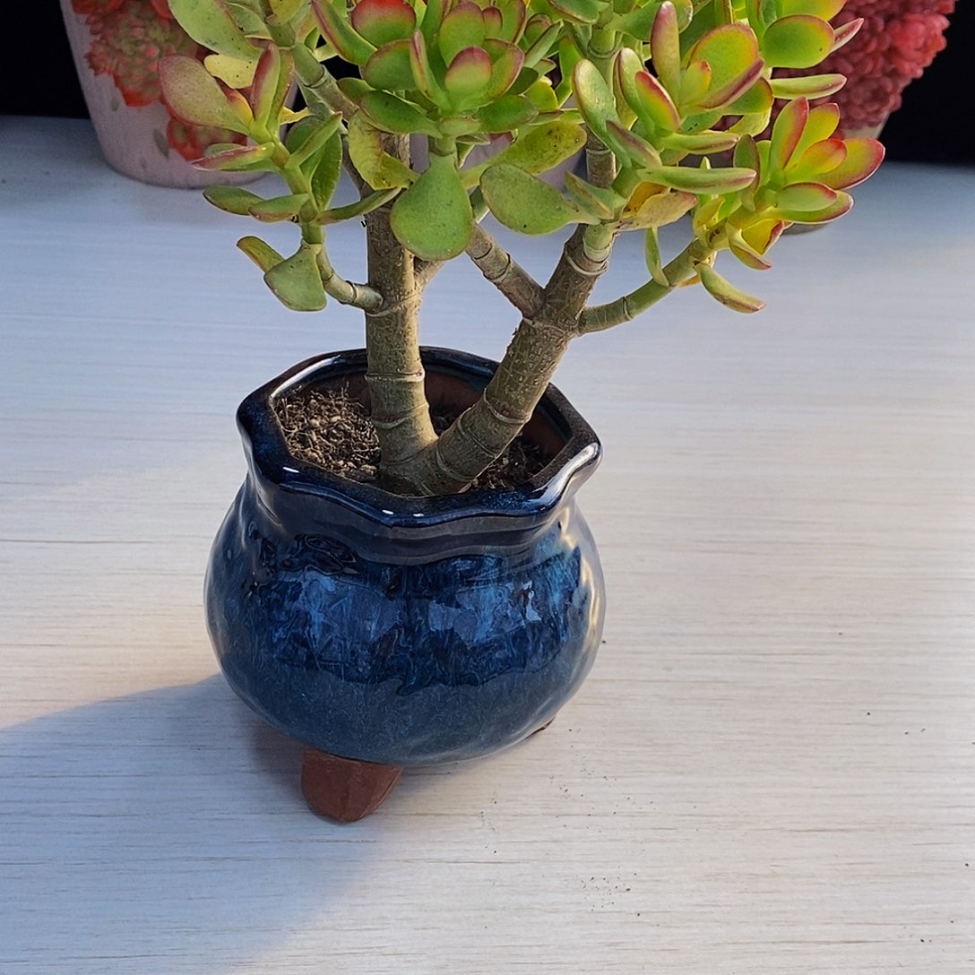 摇钱树 多肉植物