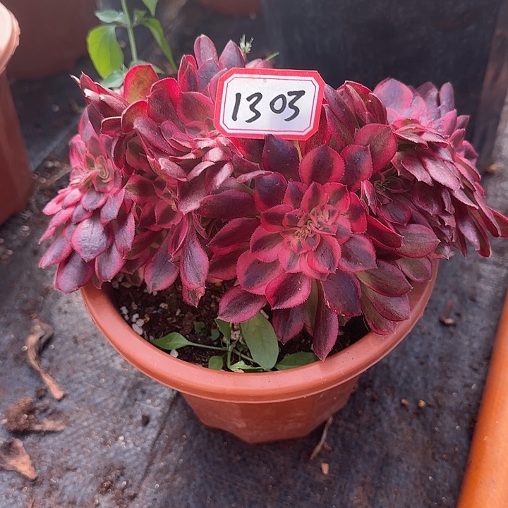 精品多肉植物1303