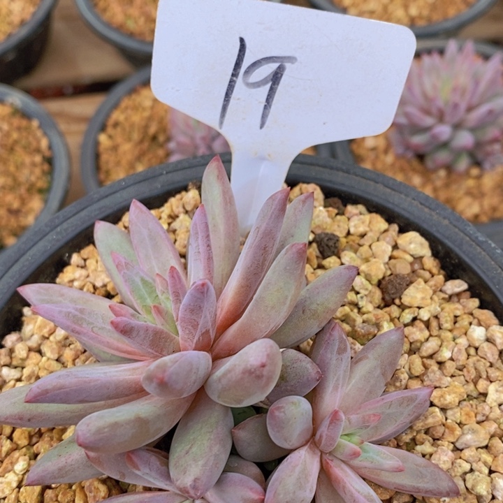 是因为她没有那么坚强