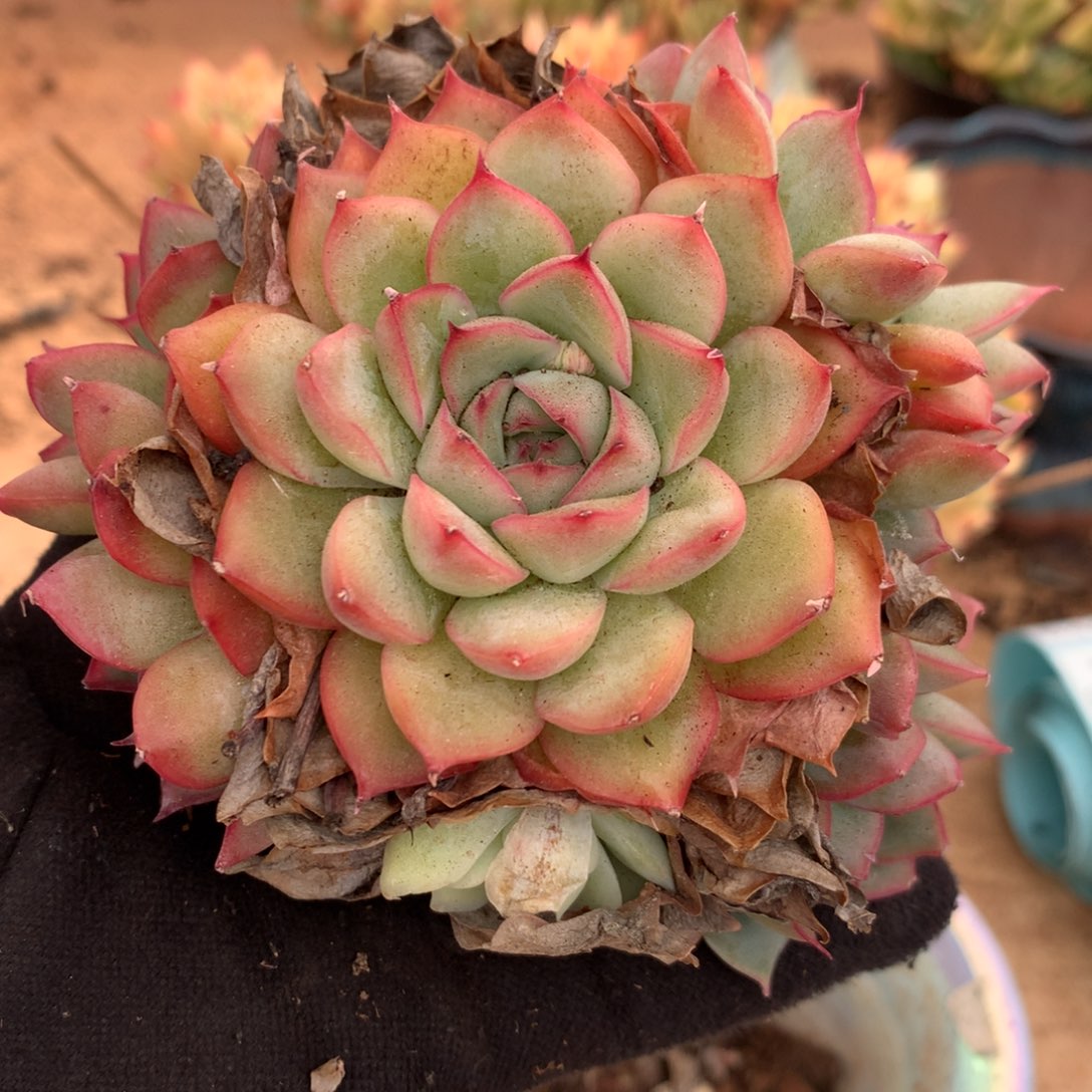 5420杂交多肉老桩