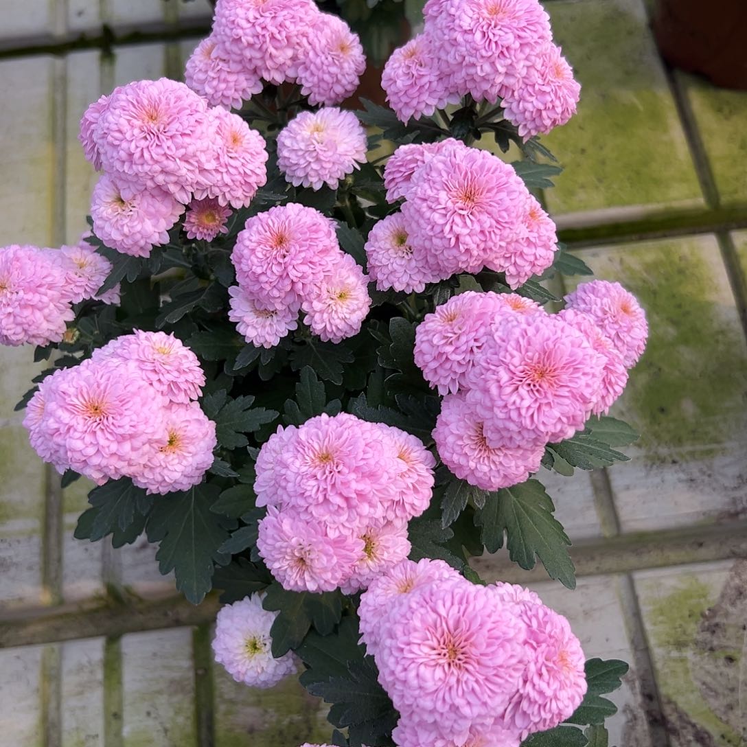 大部分花苞少量开放荔枝啵啵