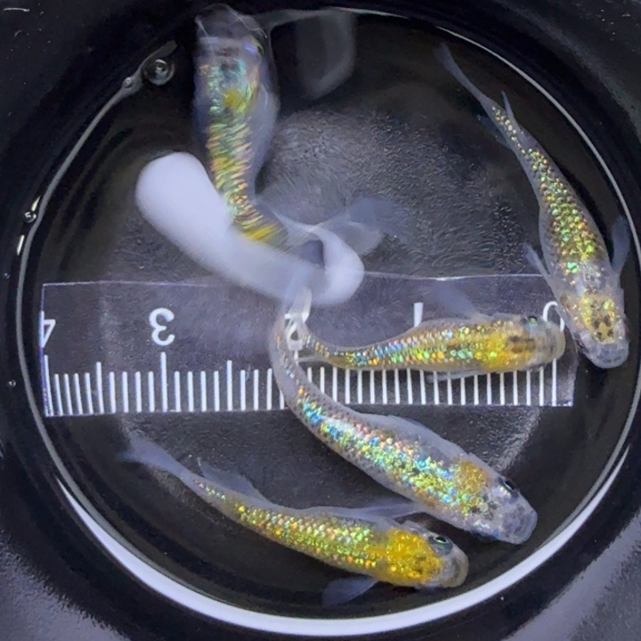 青鳉鱼猫饭星光40号