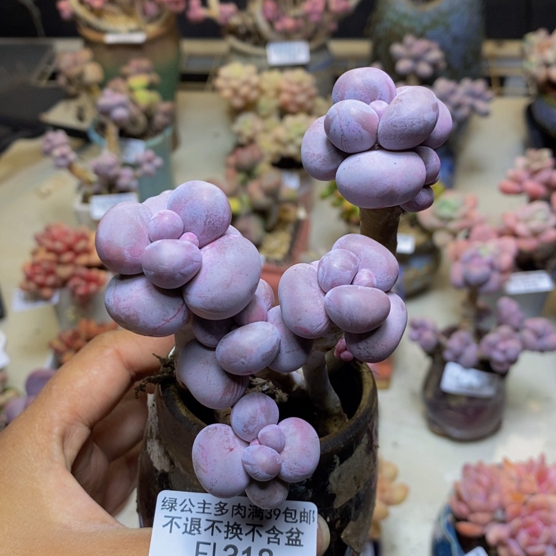 318芭比奶多肉7c m