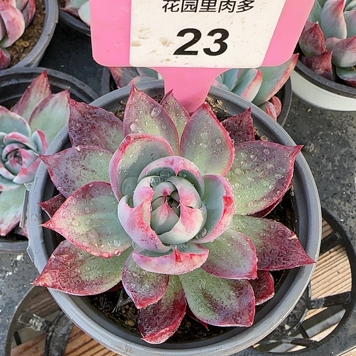 23 惊鸿仙子多肉植物6-9cm