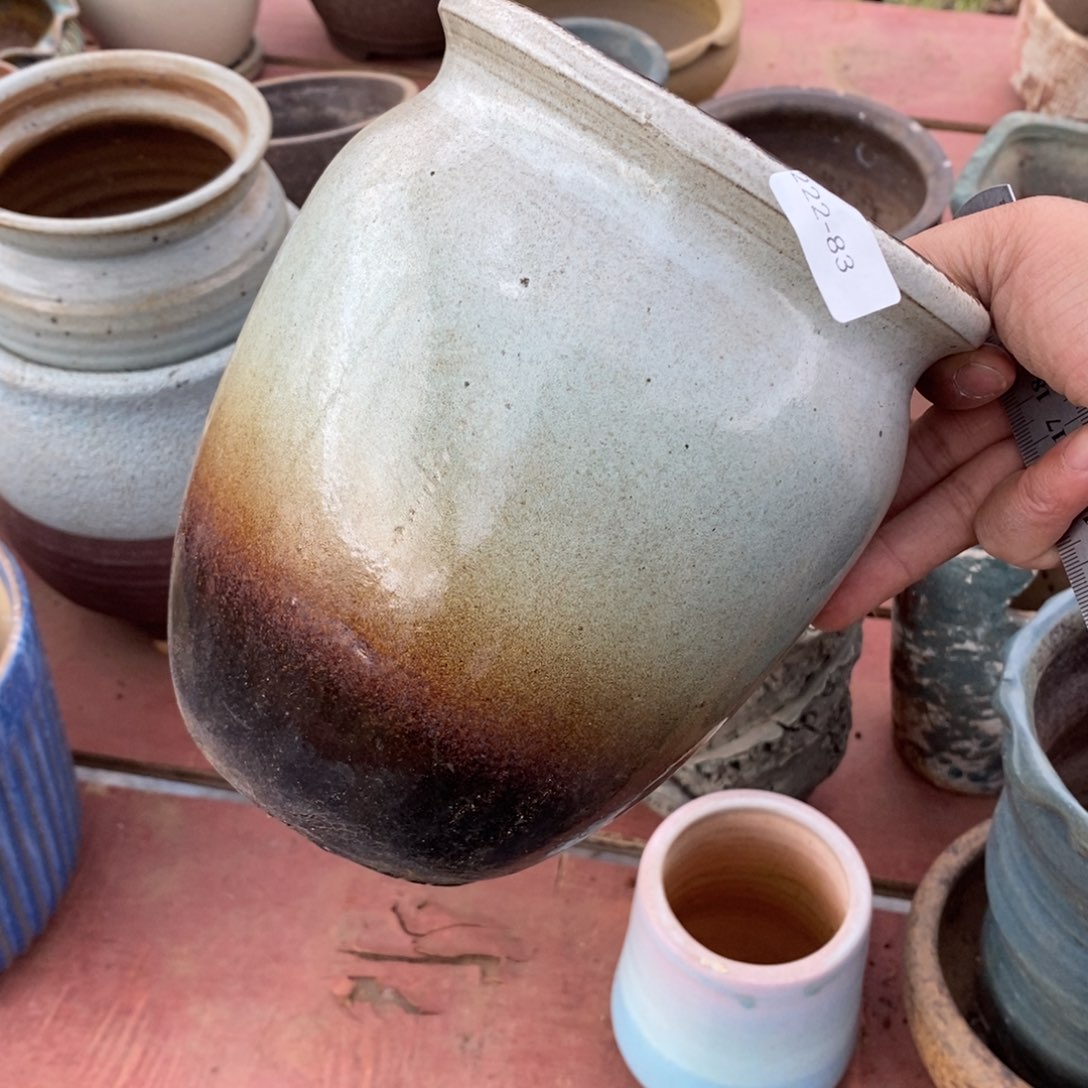 红陶兰*草83号一个呀多肉盆