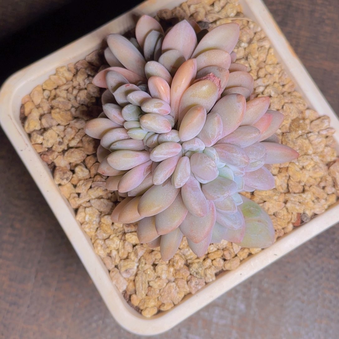 粉兔缀福利1111111111111111