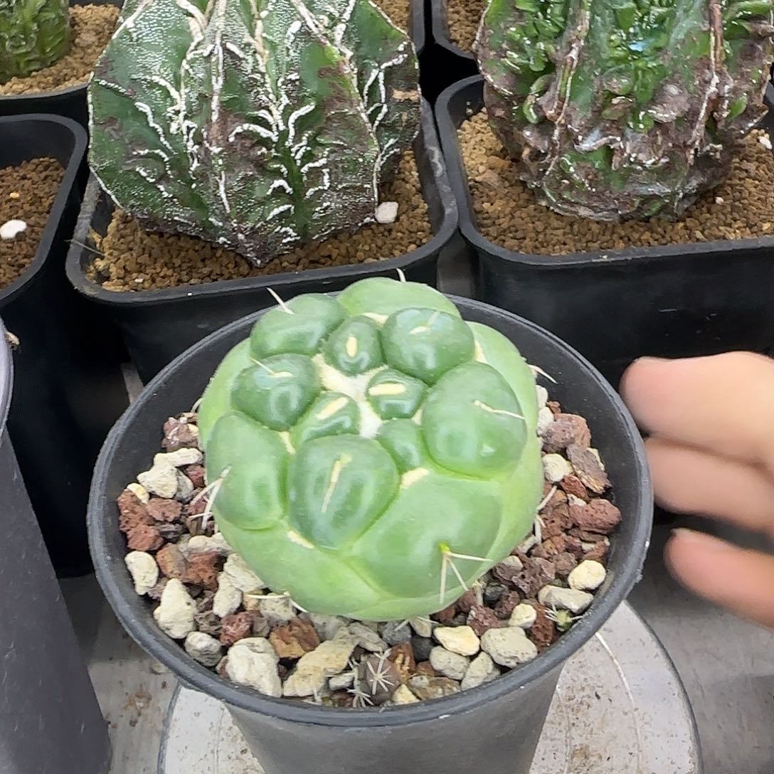 无刺象牙实生根001001