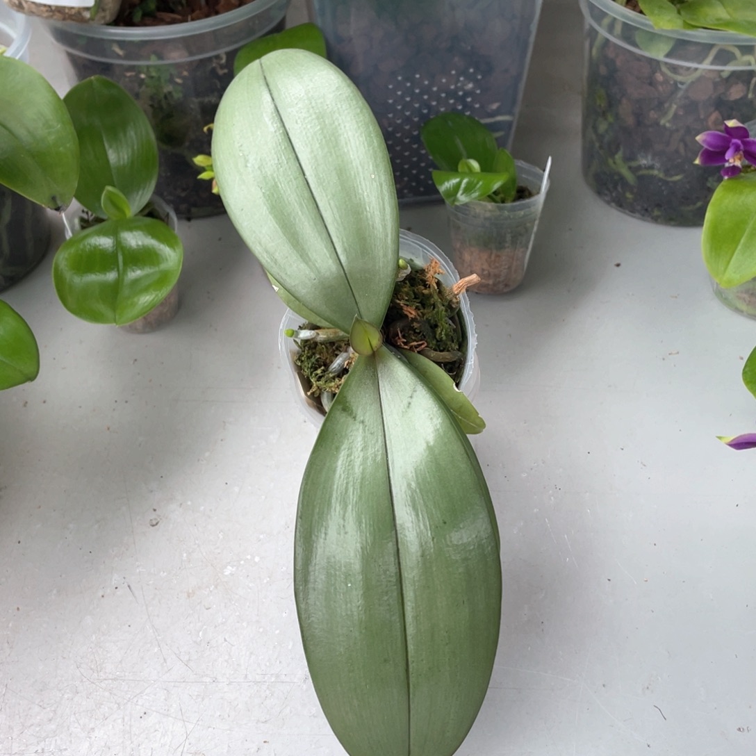 当前无花栽培后可以开花【西交黑曼尼】2.5苗叶微瑕