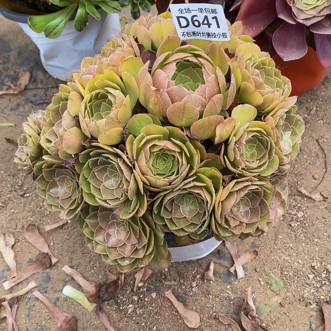 641抹茶多肉法师锦多肉