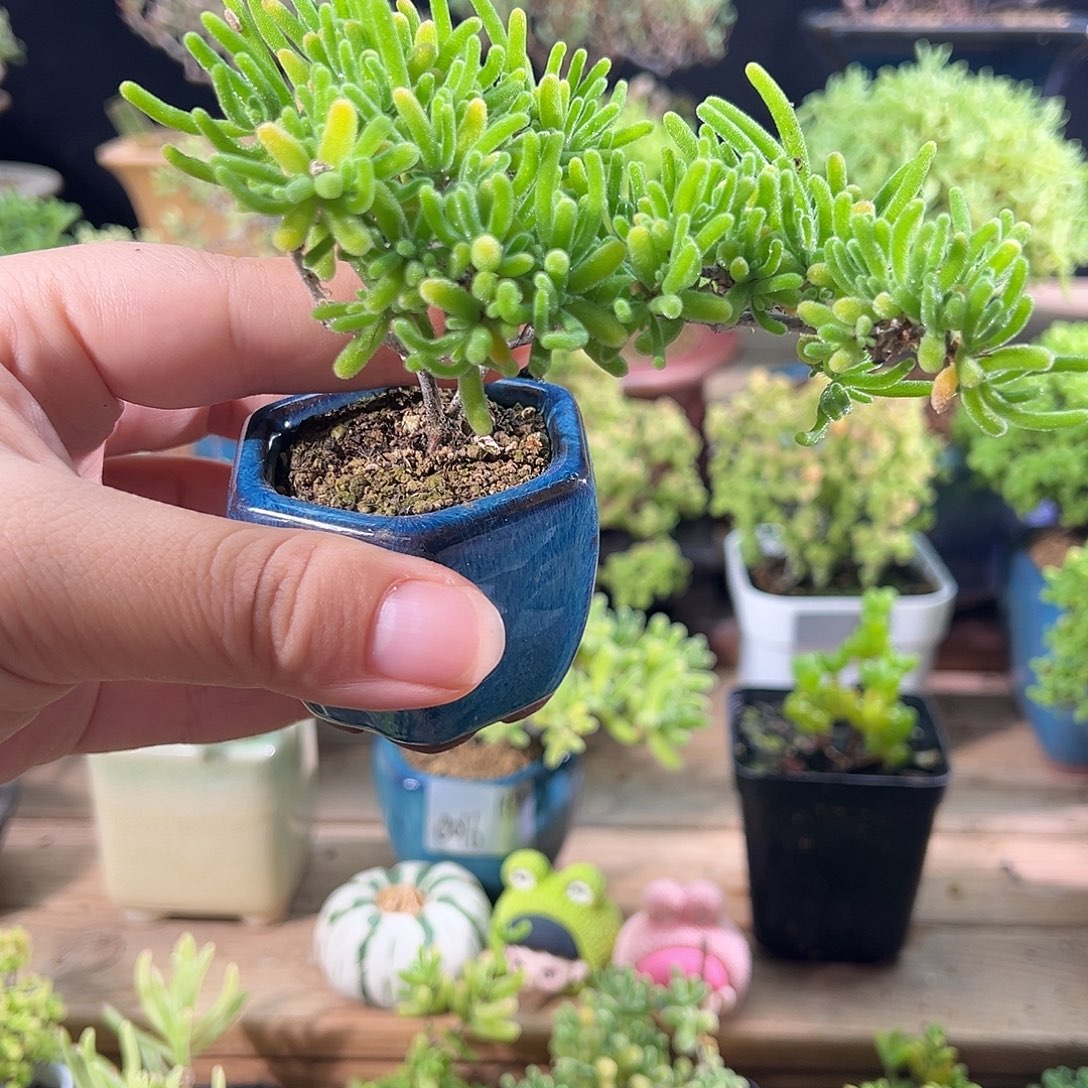 7号荧光兔带盆飘桩造型