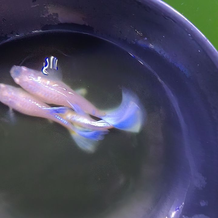 孔雀鱼紫白飞船3条