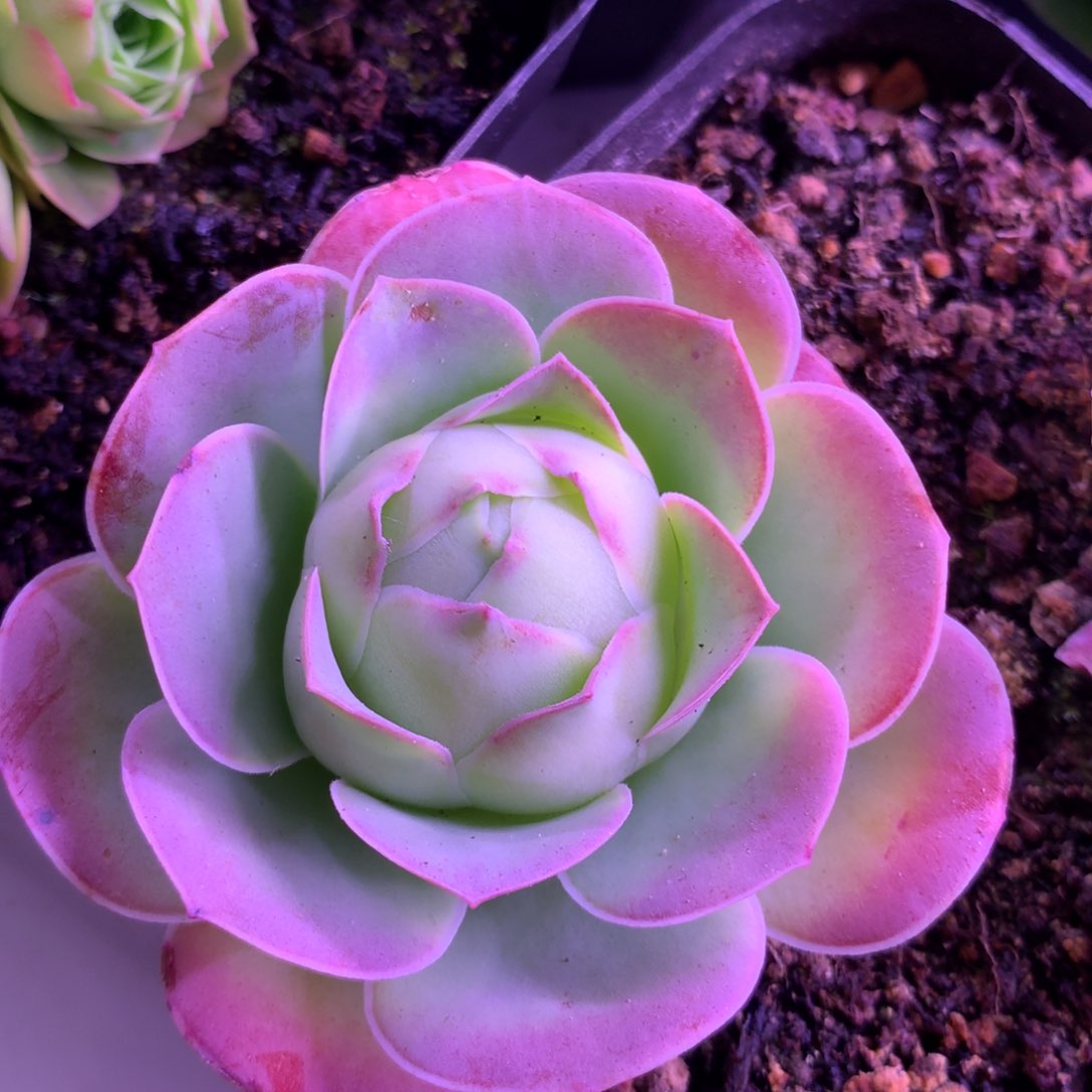 一物一拍红狐狸368