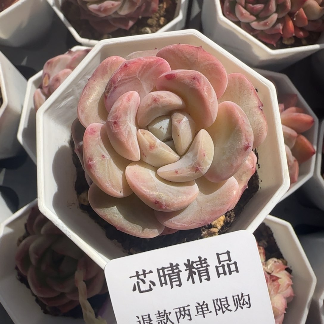 闪购精品多肉533号