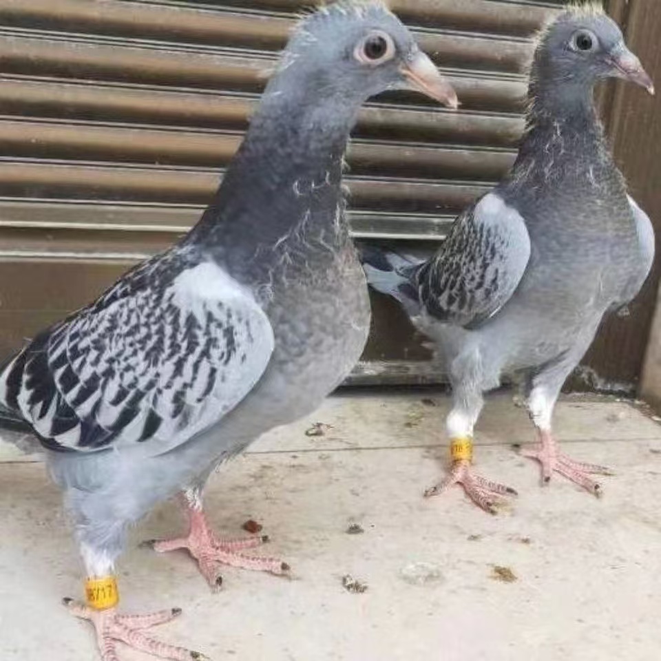 信鸽种鸽幼鸽赛鸽饲养必备足环