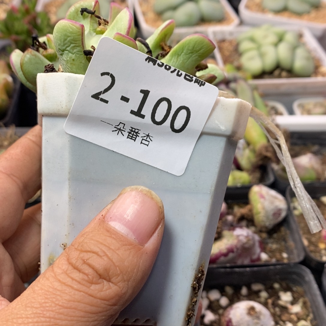 禾*458588699689999980908