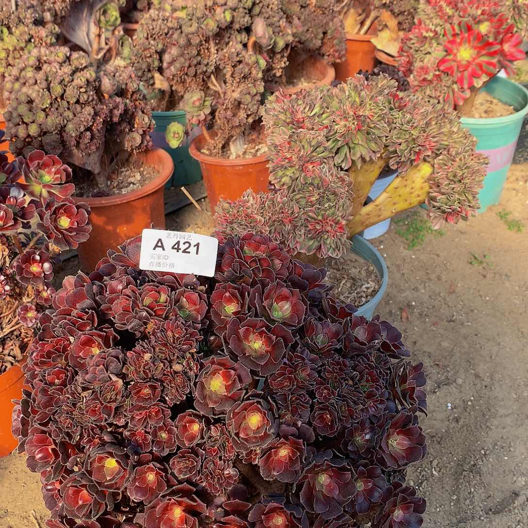 红陶421号欧紫朵朵缀