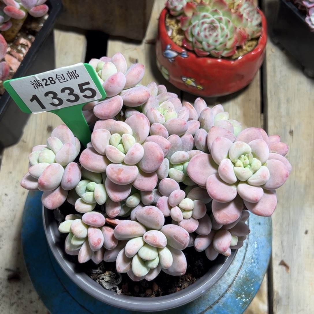 1335洛神，冠服16公分