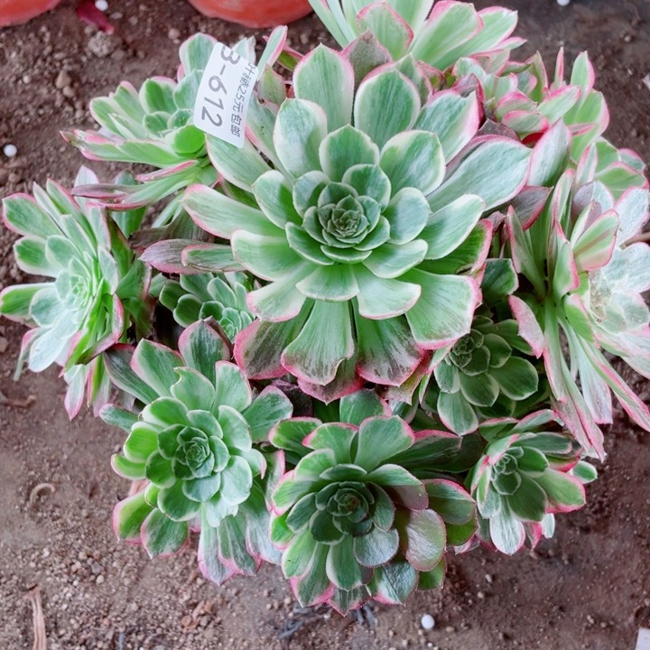 612万彩灯多肉12345678