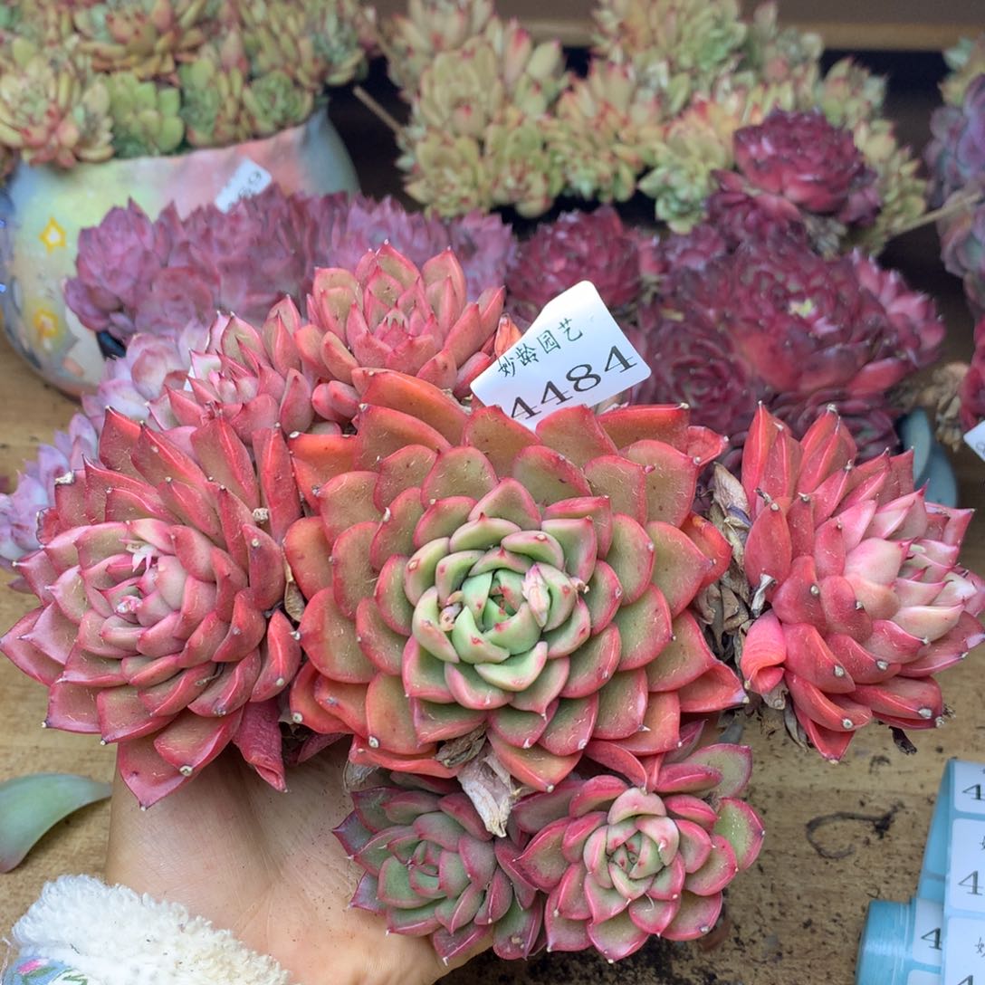 4484杂交精品基地18厘米