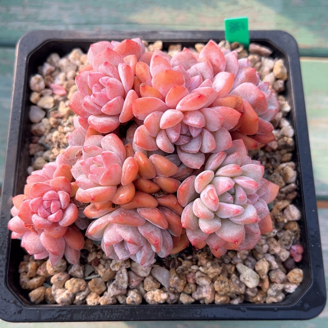 梦之雪朵朵多肉植物