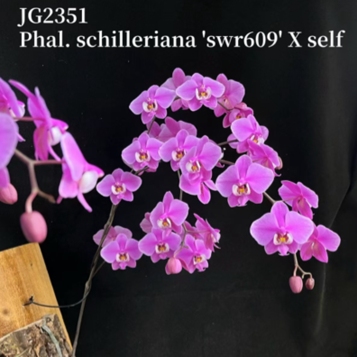 花农杰哥原生种直播专用链接蝴蝶兰西蕾丽 JG2351