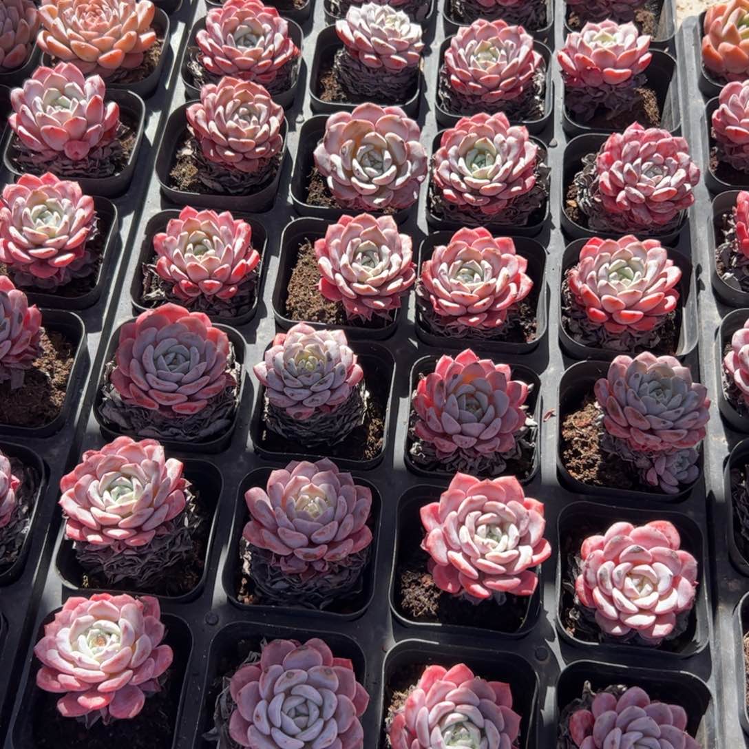 拉菲 满30包邮发货