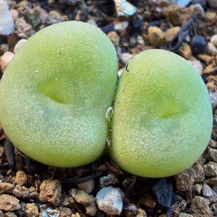 空卡佛多肉带盆植物
