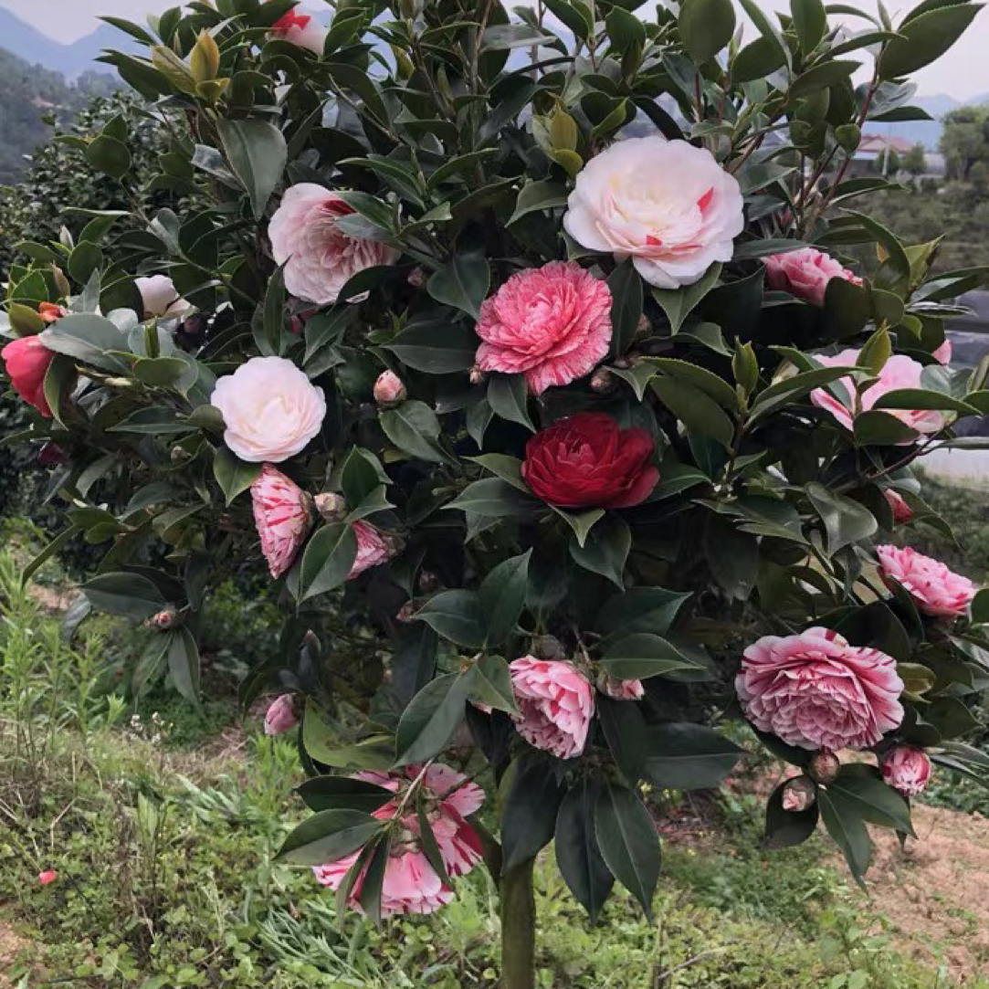 五色赤丹五色赤丹开花多色原盆原土庭院种植多季盆栽养护没有黄色