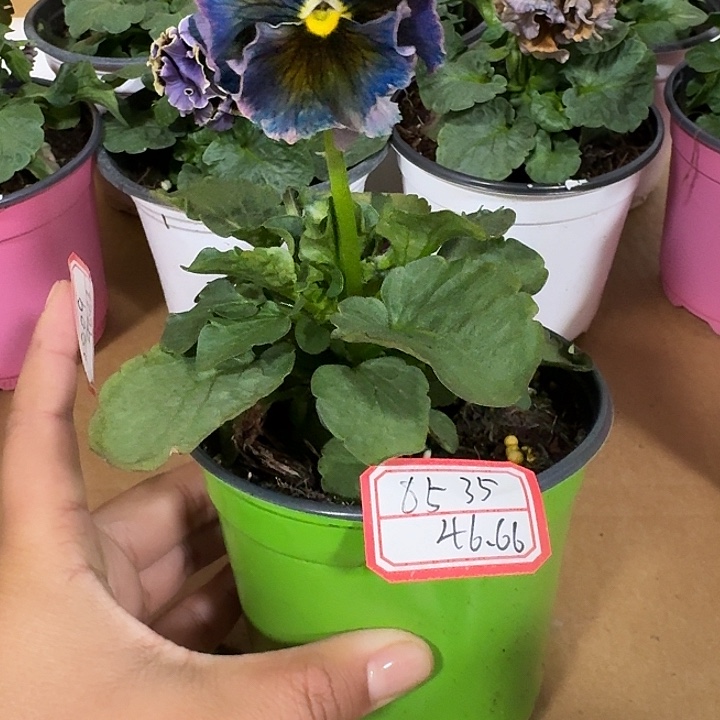 君***惠完全开放46.66……..