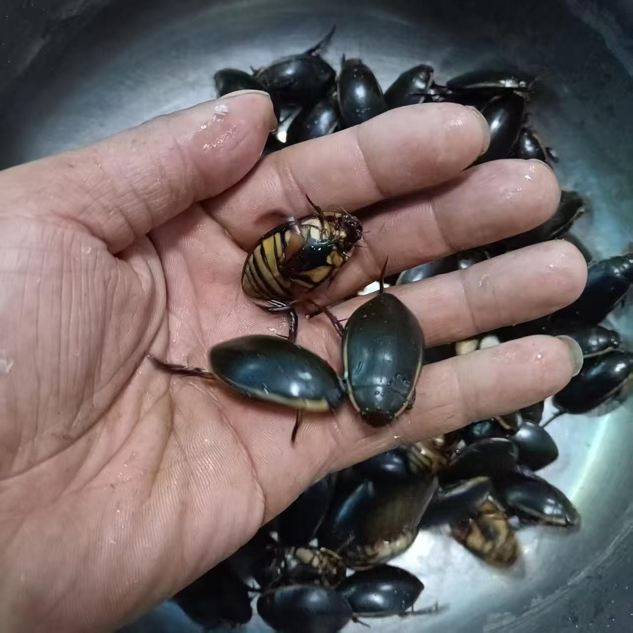 东北特产金边龙虱水甲虫水田鳖速冻冷发货