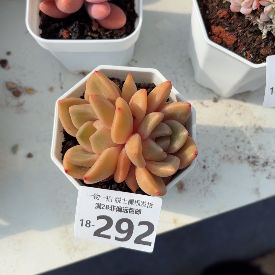 白兰地多肉多肉多肉