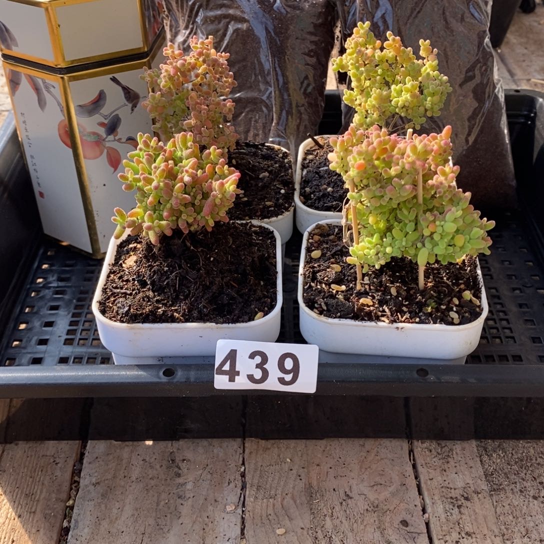 枝干番杏多肉植物439