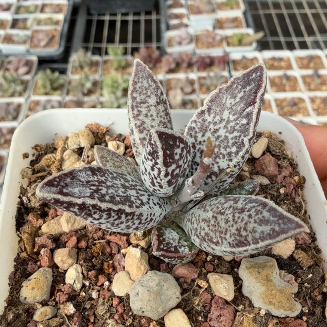 白孔雀水泡 一物一拍