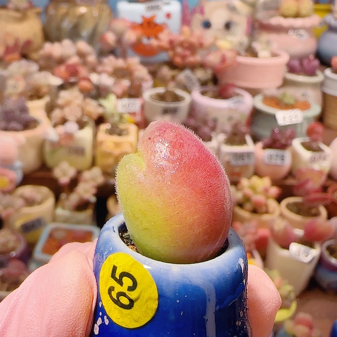 T蟹钳毛翠盆口2.5cm