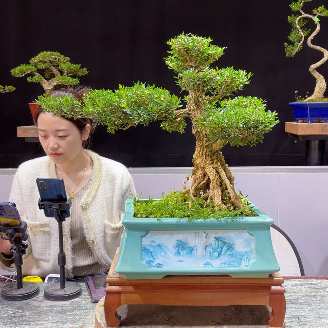 四季常青老桩黄杨盆景