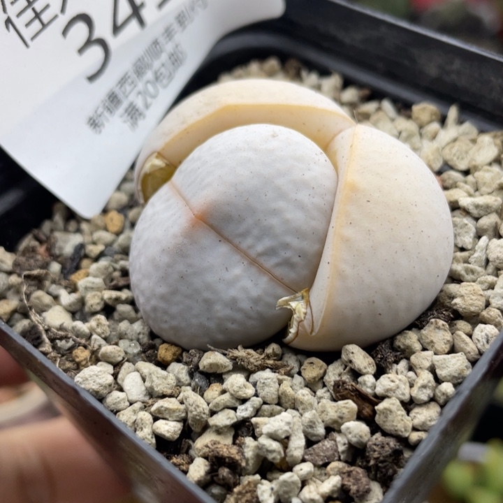 佳人园艺老周上福利了高尔夫341