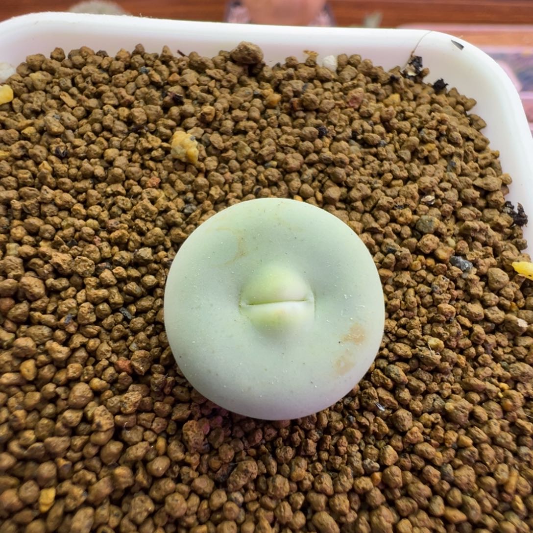 296号嘴尺寸1.7福利特。。。。