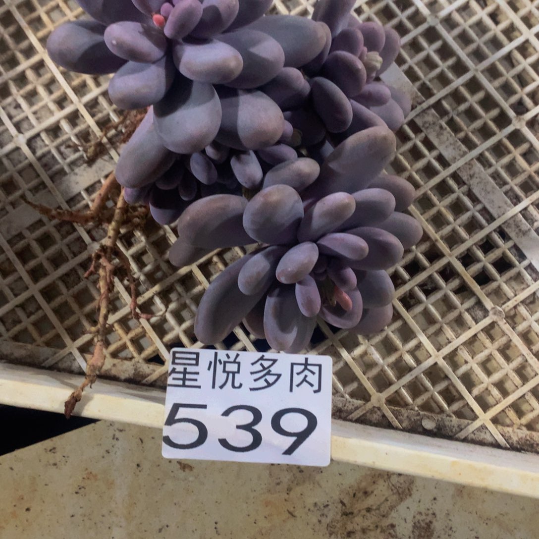 落*星月多肉 大桃蛋539