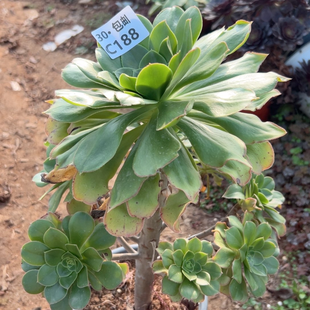 188 绿玫瑰多肉法师