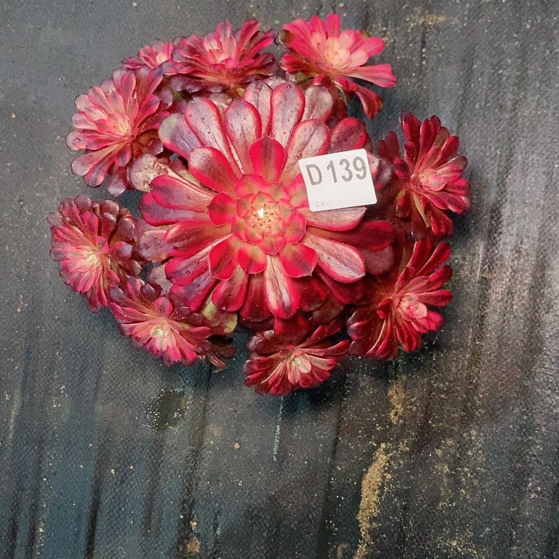 黑铜白139多肉11111