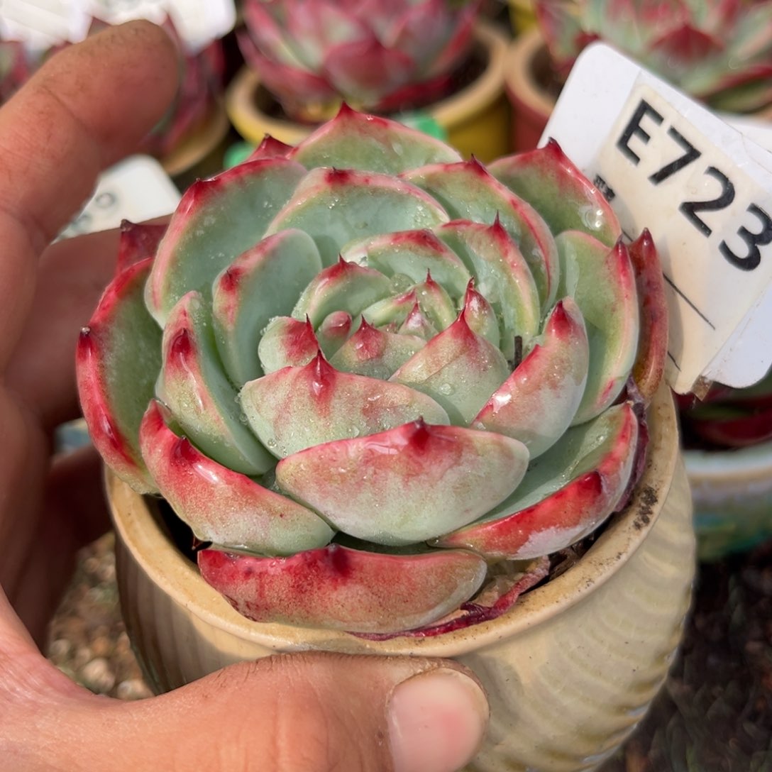 惊鸿一瞥723号多肉