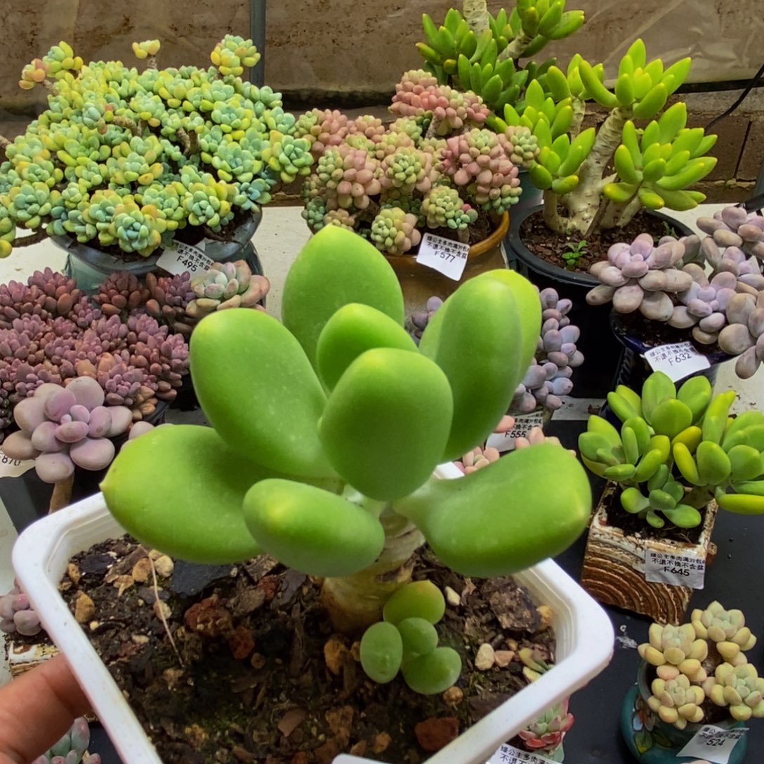 153芒果奶8cm多肉