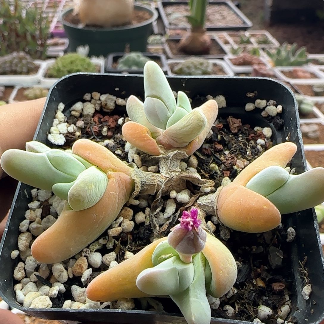 脱土年后发货24118