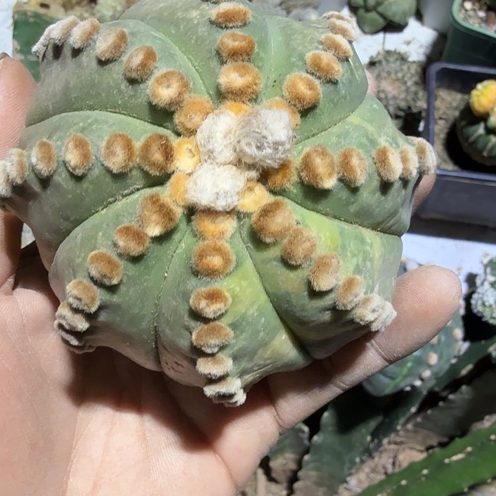 榕***树大叶兜锦仙人球开花