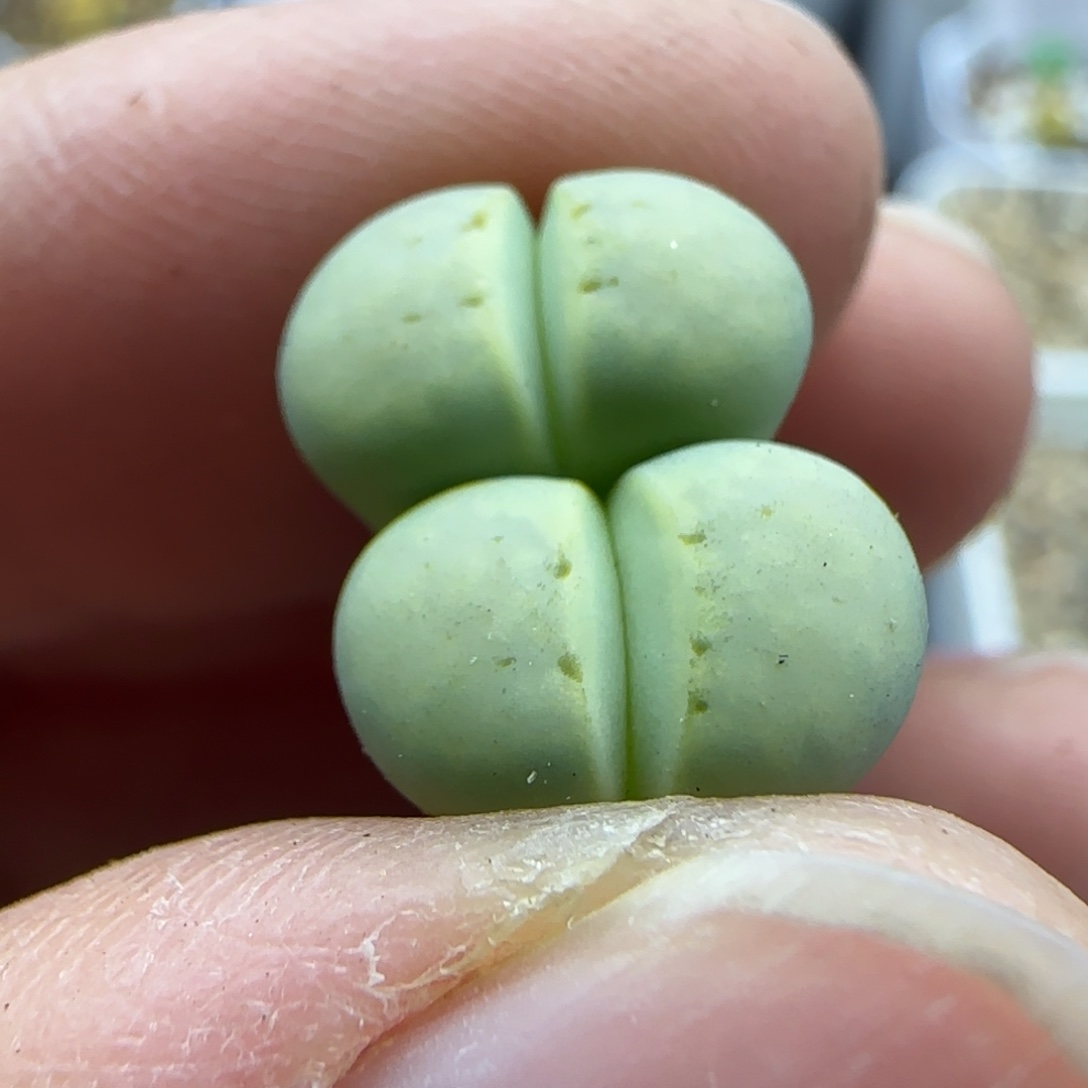 937 清框福利30包邮